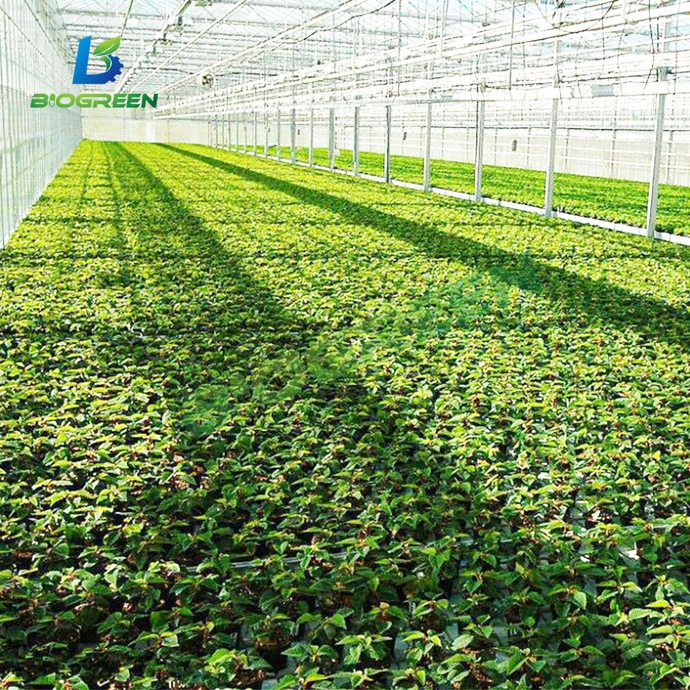 Lujo comercial planta automatizada el cultivo hidropónico de vidrio templado de la Casa Verde Multi-Span Agri