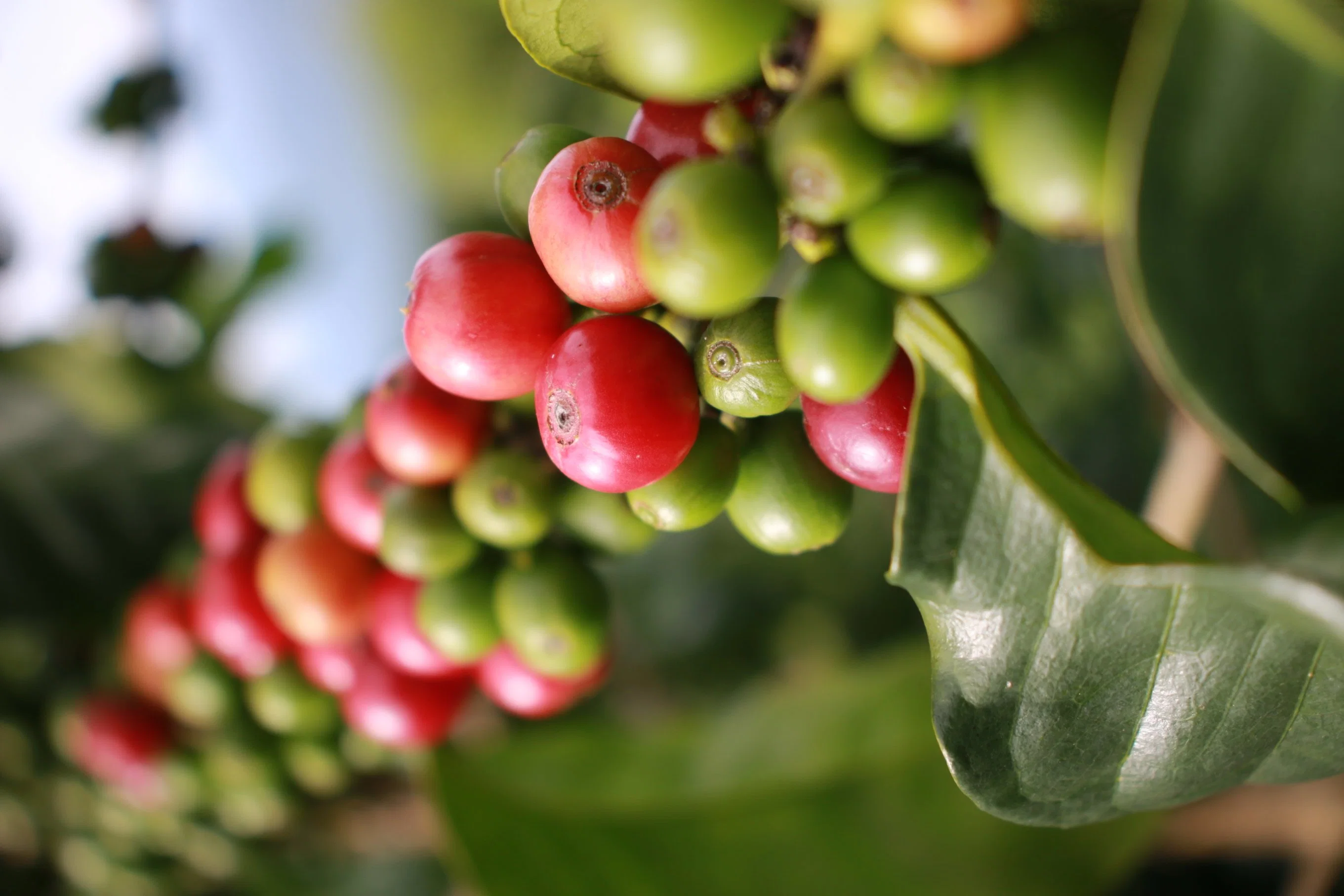 El grano de café Arábica especial viene de Hainan Fuwang