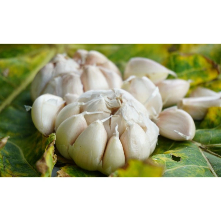 Supply China Natural Normal White Garlic for Sale
