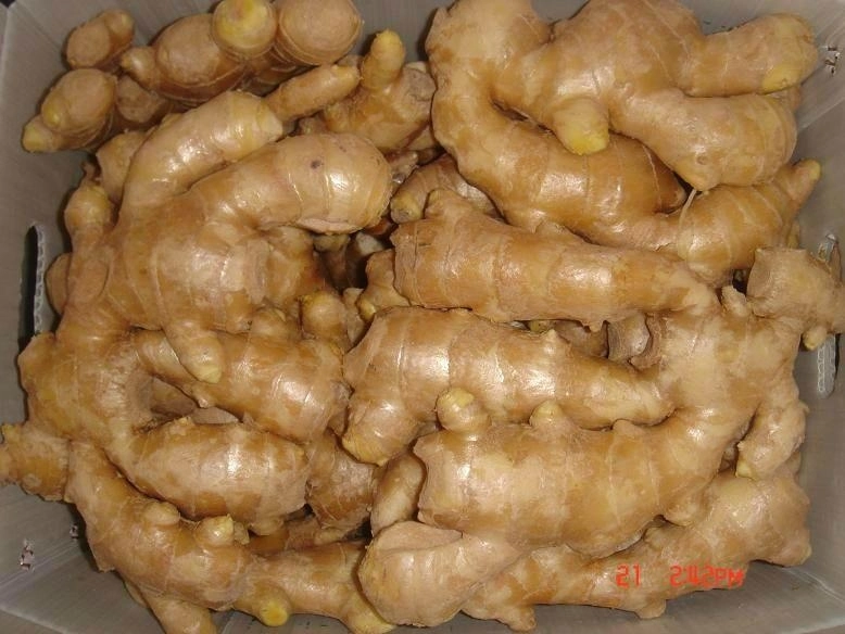 Fresh Ginger 150g up in PVC Box