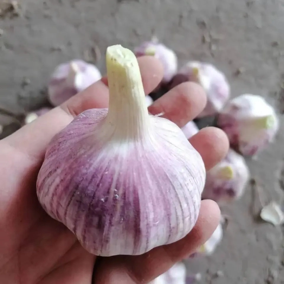 Fresh Garlic/White Garlic/Red Garlic/Purple Garlic