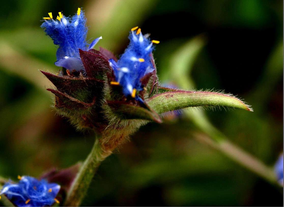 Cyanotis Arachnoidea Extract poudre Ecdystérone 98%