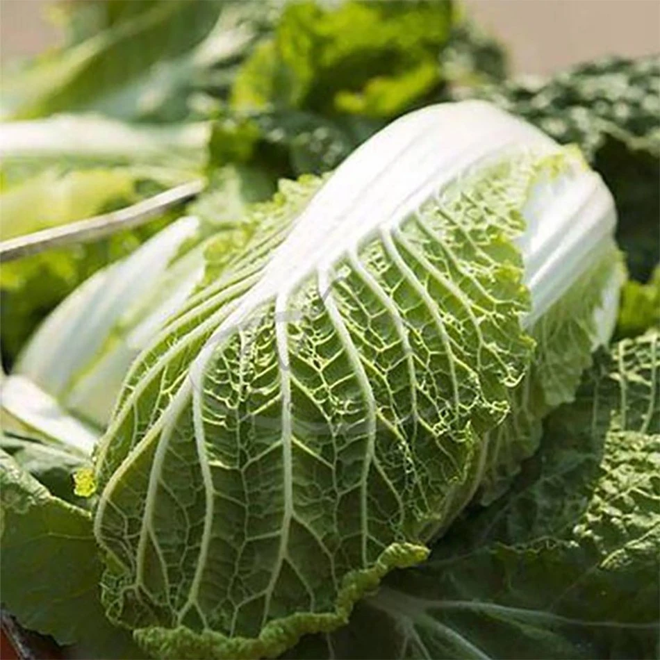 Delicious Chinese Cabbage Fresh Long Cabbage Export From China