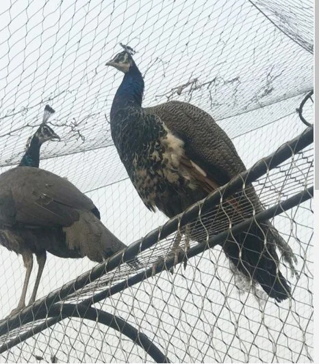 Camu Paisant protector de la EMU coronado rojo Aviary Bird Cages Pavo Pavo malla Red de cercado