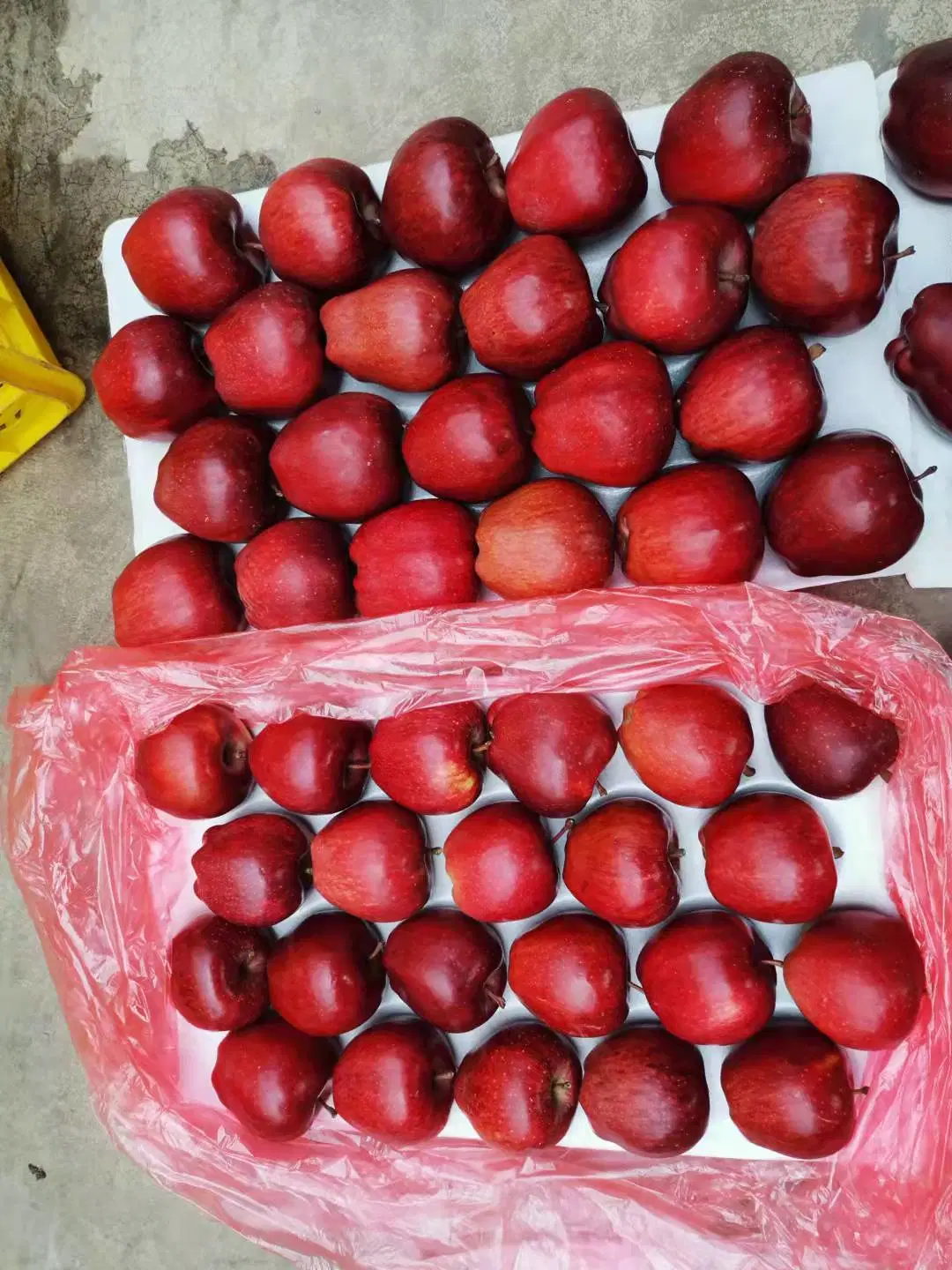 2021 Crop Big Red Huaniu Apple with Word