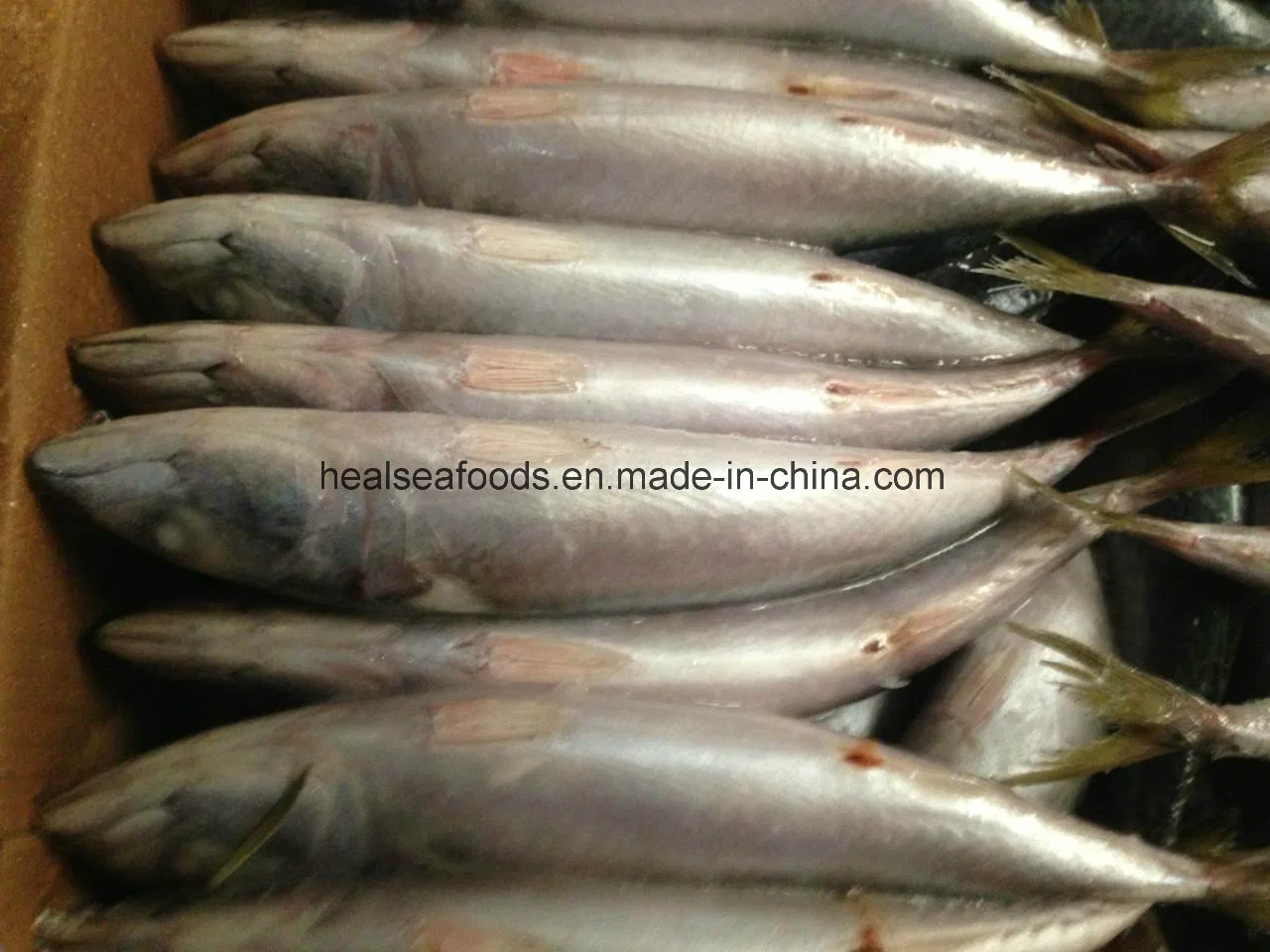 Mackerel Frozen on Land Pacific Mackerel