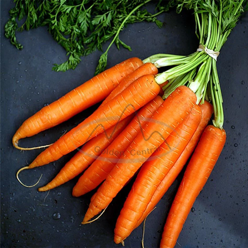 Fresh Wholesale/Supplier Chinese Spot Long Carrots