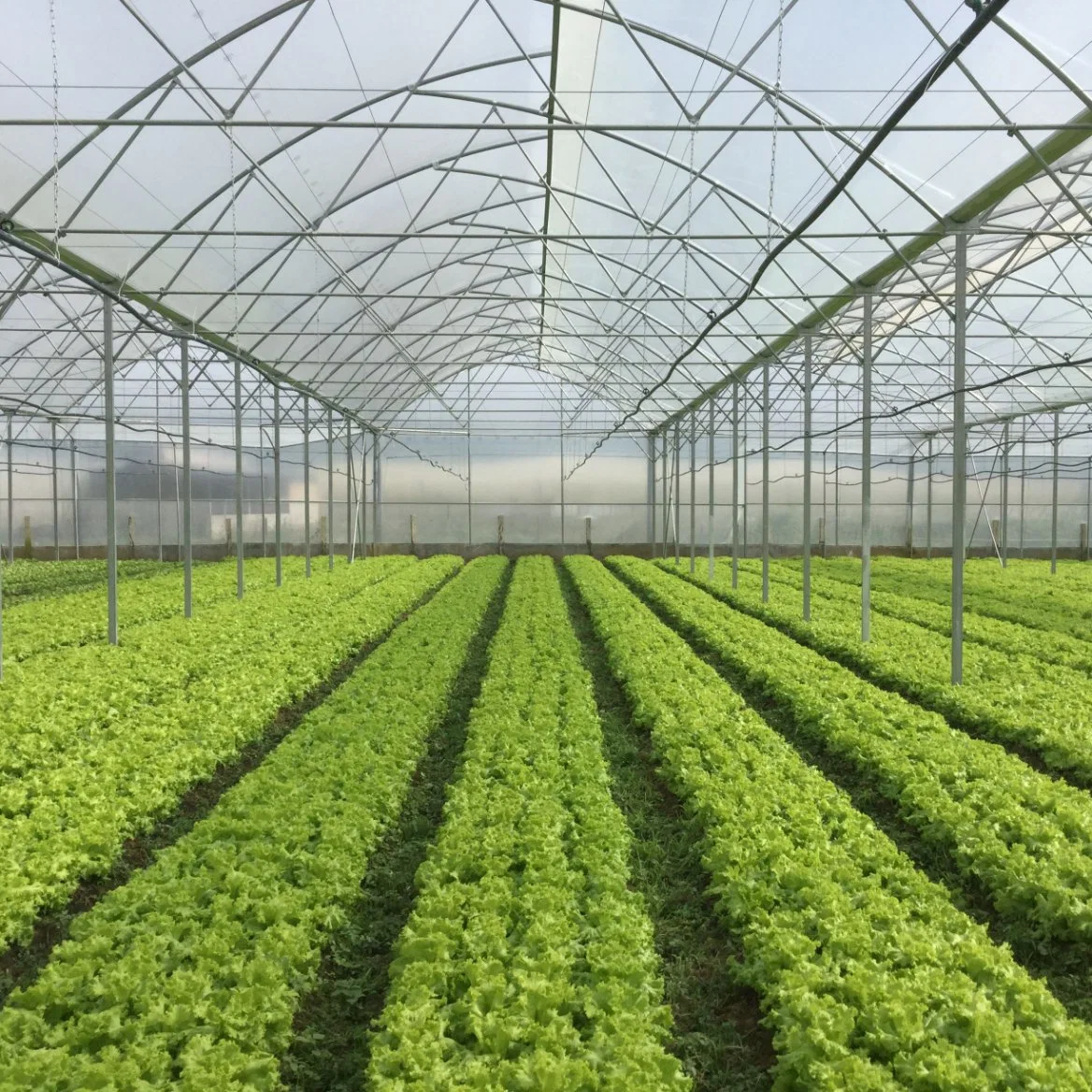 Vegetable Poly Film Greenhouse with Ventilation and Cooling System