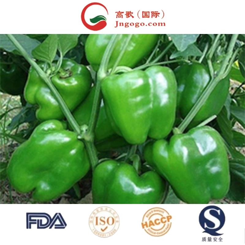 Superior High quality/High cost performance  Pepper Red Chili Seed Chili