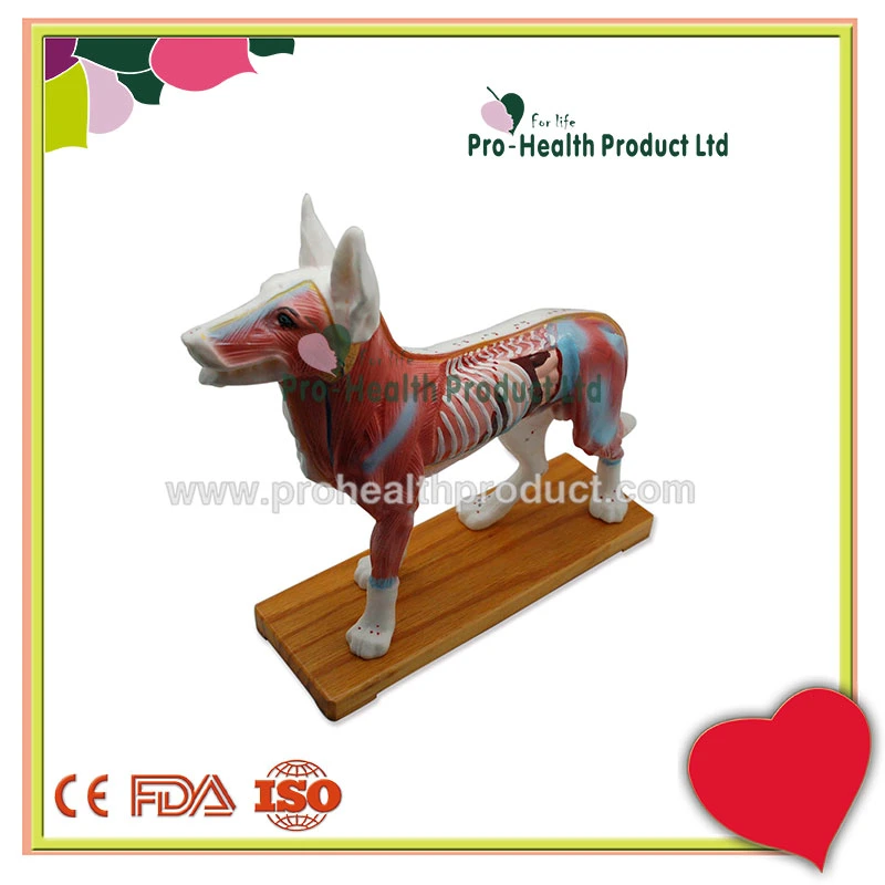 Medical Acupuncture Dog Model For Teaching