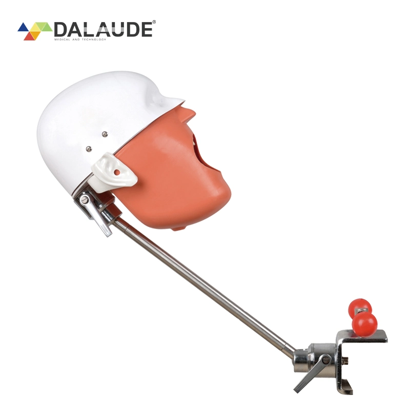 Maniquí dental Manikin silicona material Tamaño variable cómodo de operar Y tren