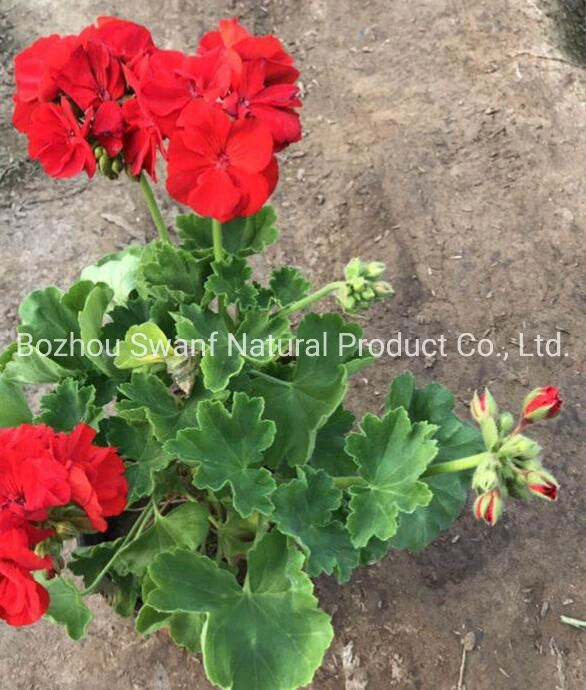 200PCS/Planta ornamental de la bolsa de geranio Pelargonium Hortorum Zonal de Semillas Semillas para la venta