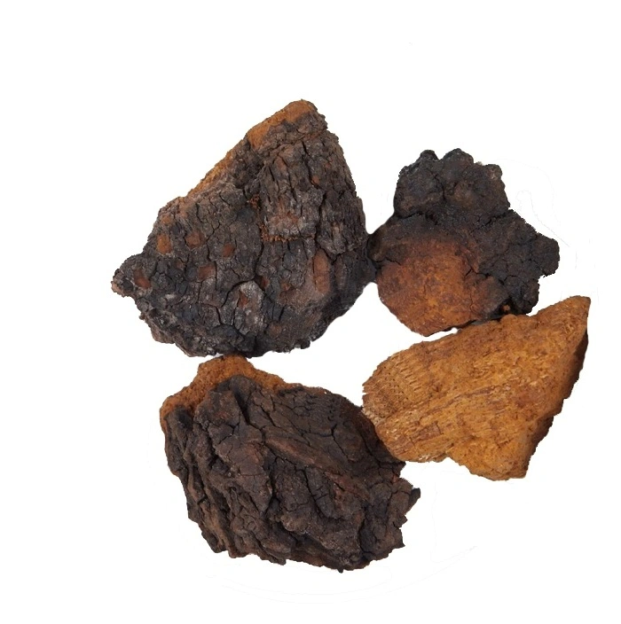 Organic Chaga Mushroom Extract Chaga Mushroom Chaga Powder Chaga Extact Mushroom Powder