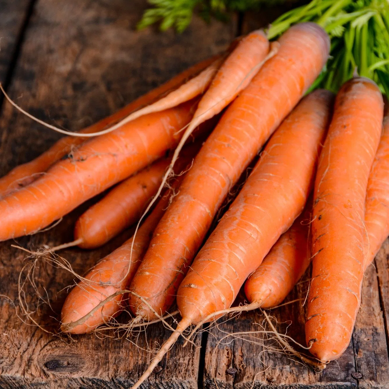 Premium Fresh Carrot Organic Carrots for Russian Market