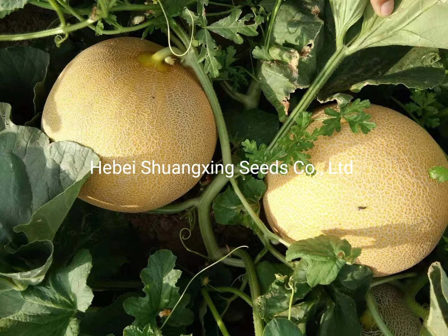 Galia Type Early Maturity Sweet Melon Seeds for Planting