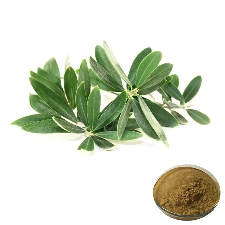 Top Sale Guaranteed Quality New Olive Leaf Extract Power 5% ~98% Oleuropein