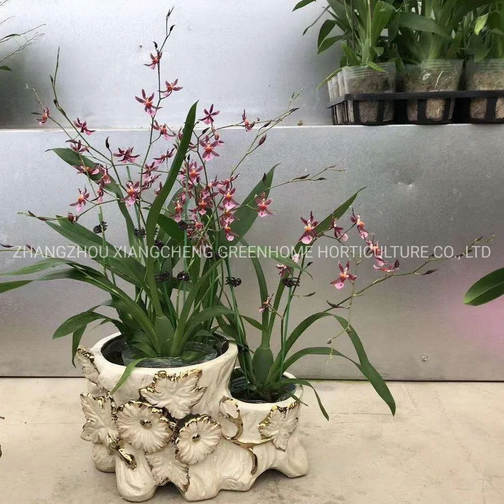 Beautiful Chinese Orchid Potted Flower Oncidium Hybrids