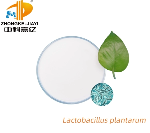 100 Billion Food Grade Probiotic Plant-Based Lactobacillus for Nutritional Enhancement