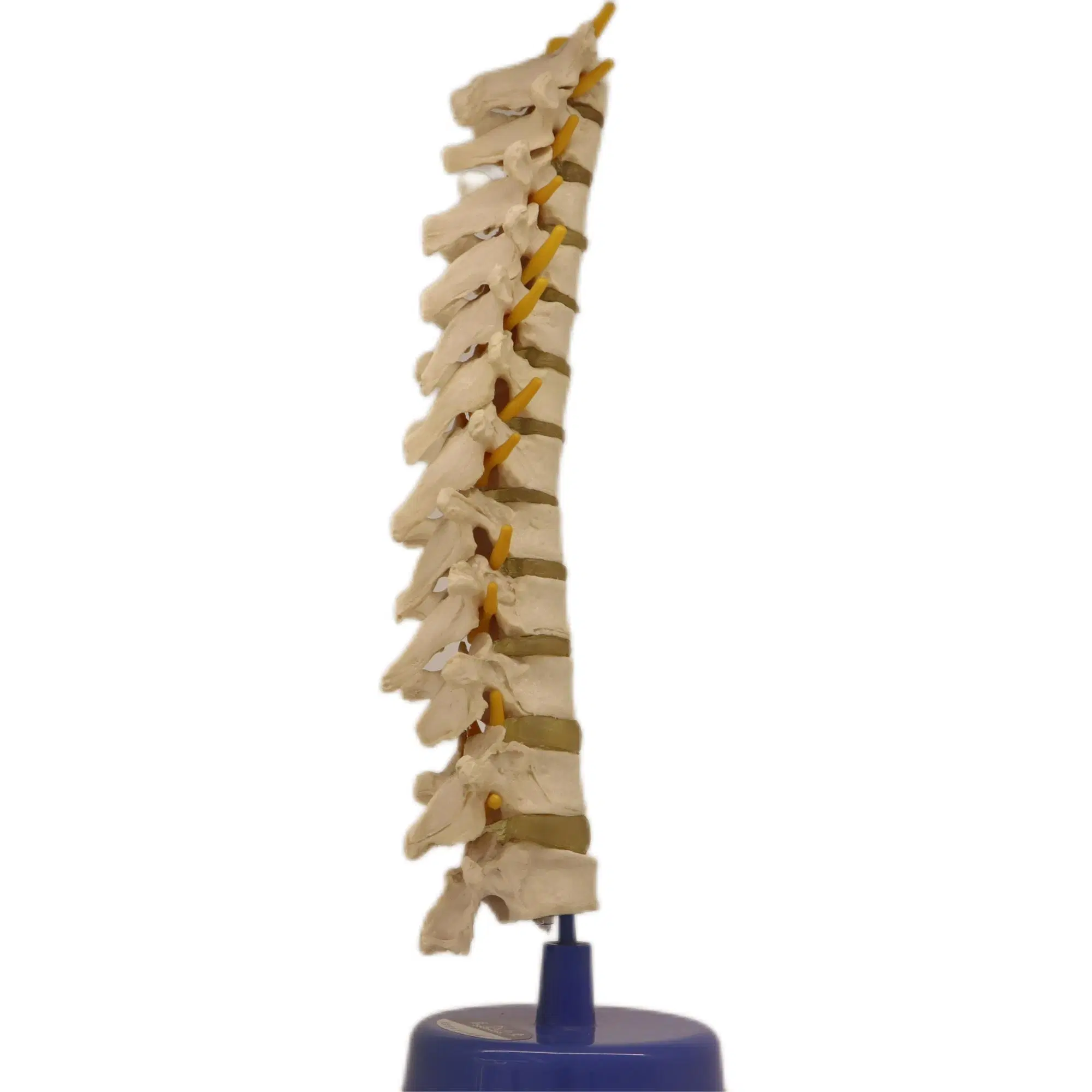Medical Teaching Models Bone Color Human Cervical Vertebra Model Skeleton Model