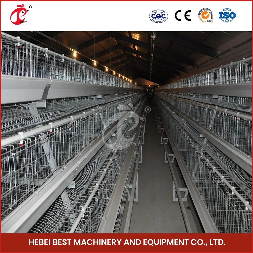 Bestchickencage Ordinary Type Layer Cage China Transport Chicken Layer Cage Manufacturing Free Sample Durable and Washable Poultry Layer Cage for Sale