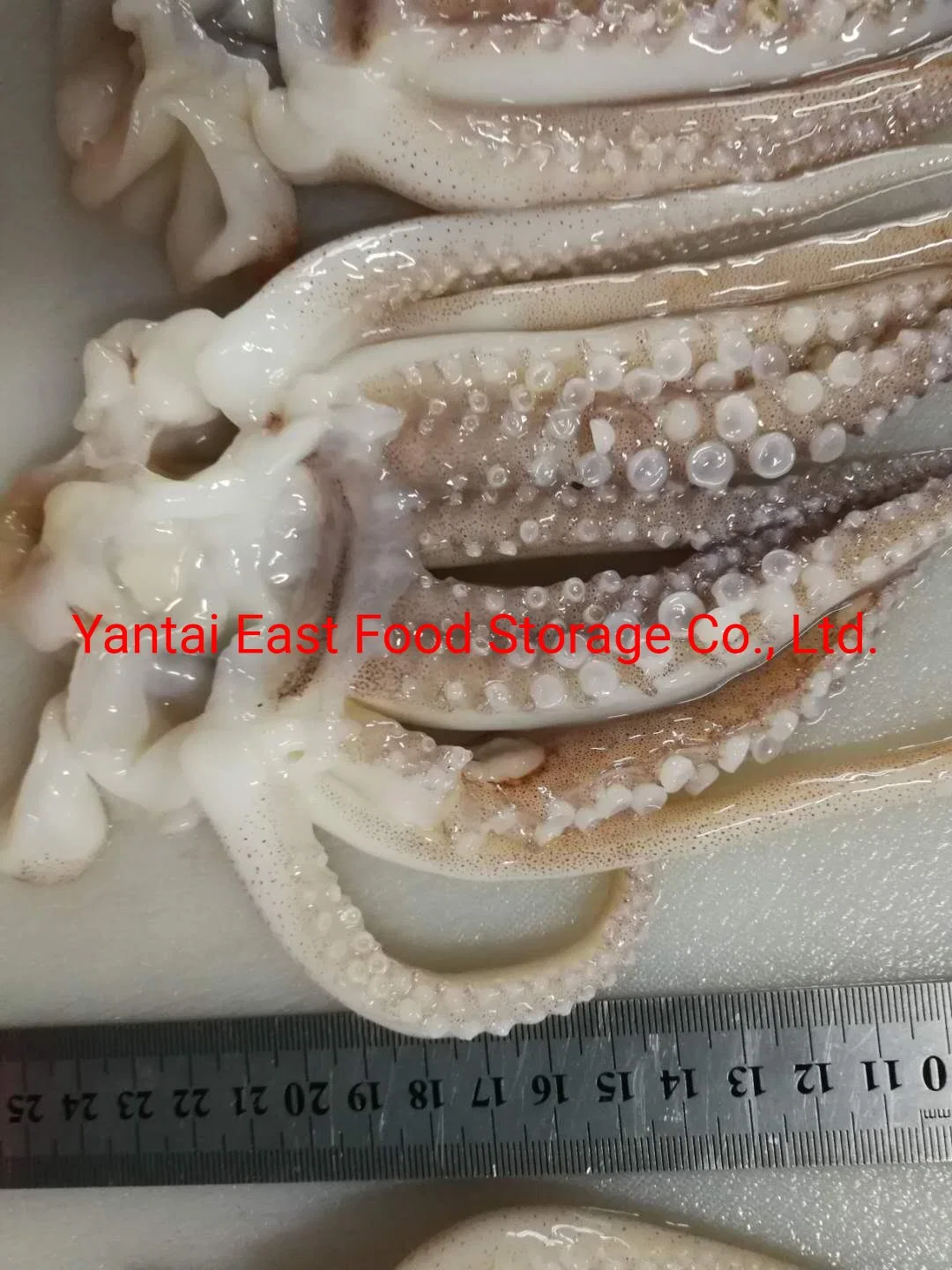 Frozen Squid Tentacles, Illex Argentinus/Todarodes/Arrow Squid