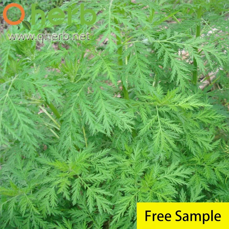 Argyi Leaf Artemisia Herb Extract Eupatilin