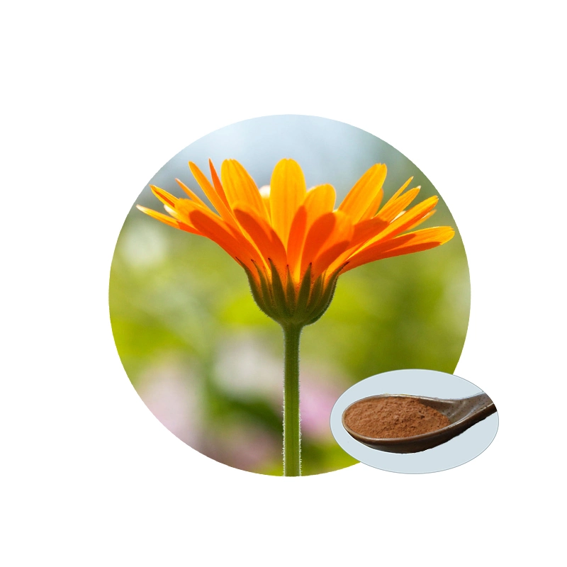 100% Pure and Natural Marigold Extract for Eye Care