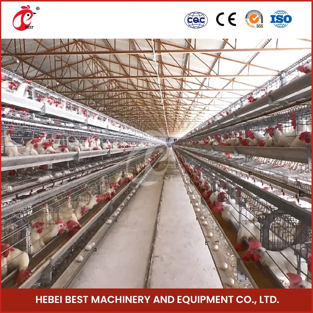 Bestchickencage China Vollautomatische Chicken Layer Cage Farm Lieferant Custom Kommerzielle Geflügelschicht Häuser Konfiguration Elektrische Hühnerstall Türen