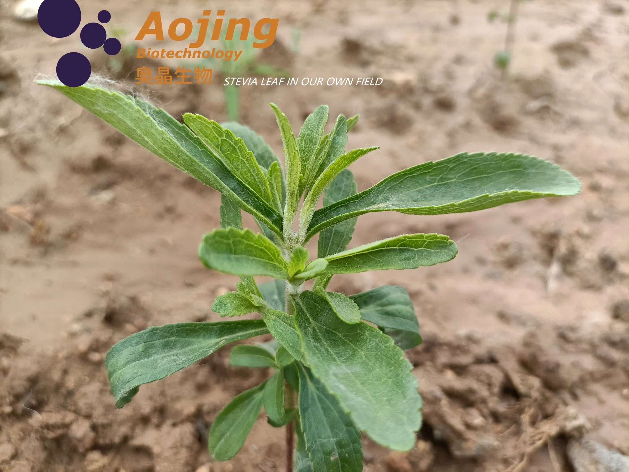 El tratamiento de la enzima que fluye libre natural la Stevia aditivo alimentario H. S. 2938909090