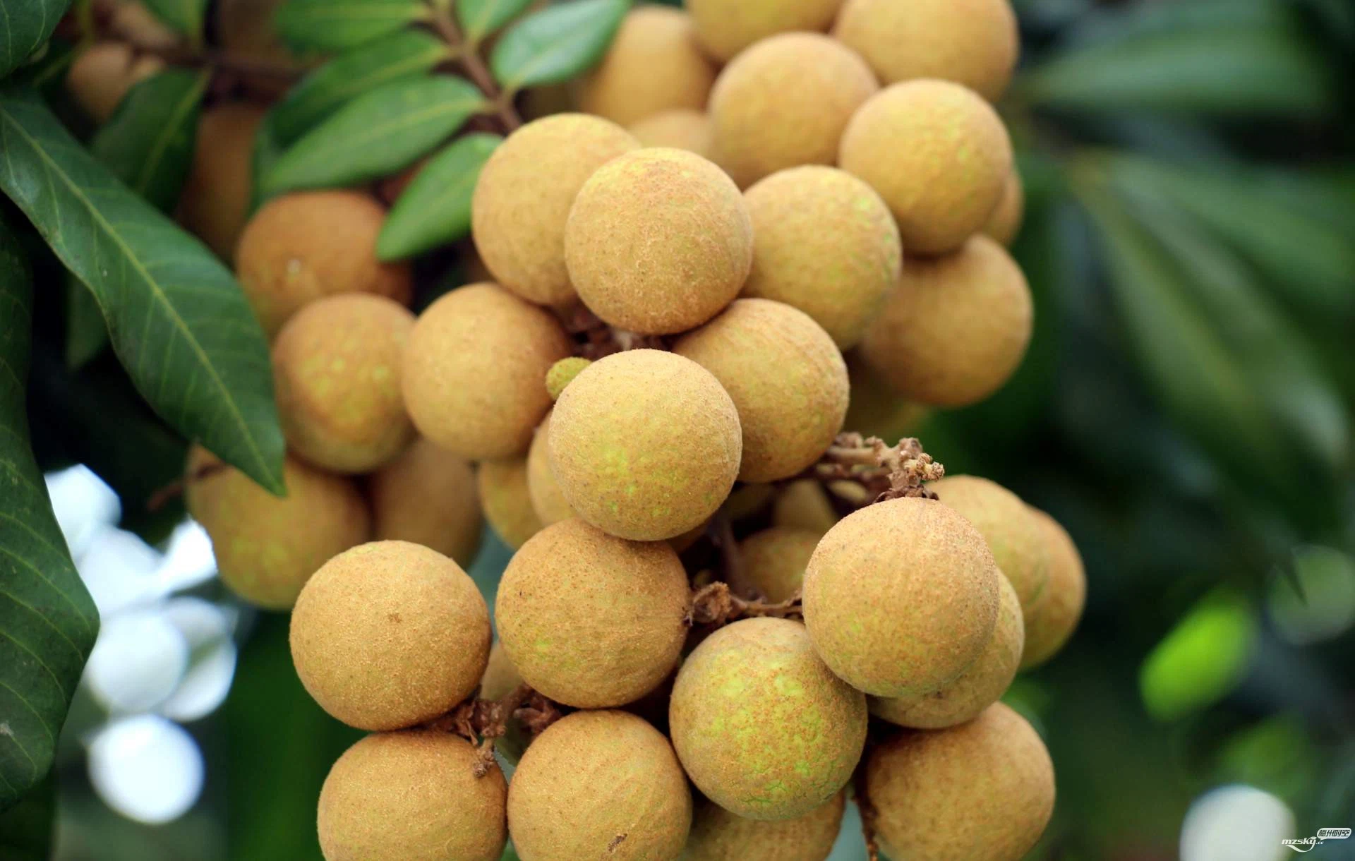 Nouvelle saison de bonne qualité prix bon marché 567g en conserve longane fruits au sirop grossiste