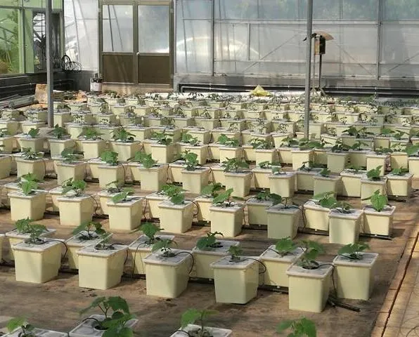 Greenhouse Hydroponics Cucumber Tomato Growing Dutch Bucket System