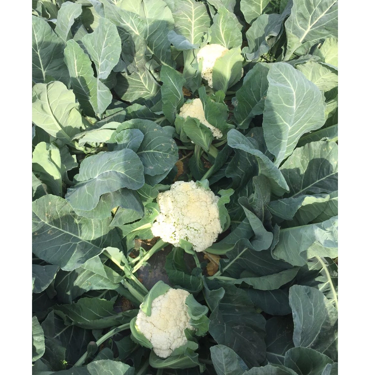 Strong Growth Medium-Late Maturity Large Plant Snow White Cauliflower Seeds for Planting