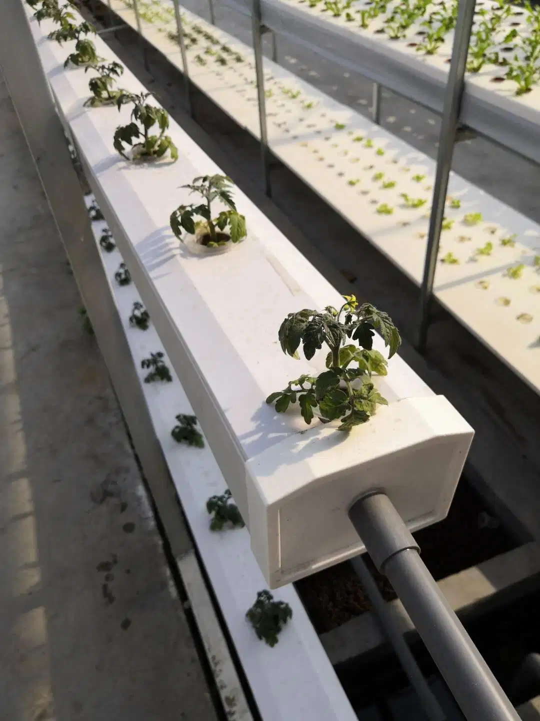 Greenhouse Hydroponics in Vertical Farm