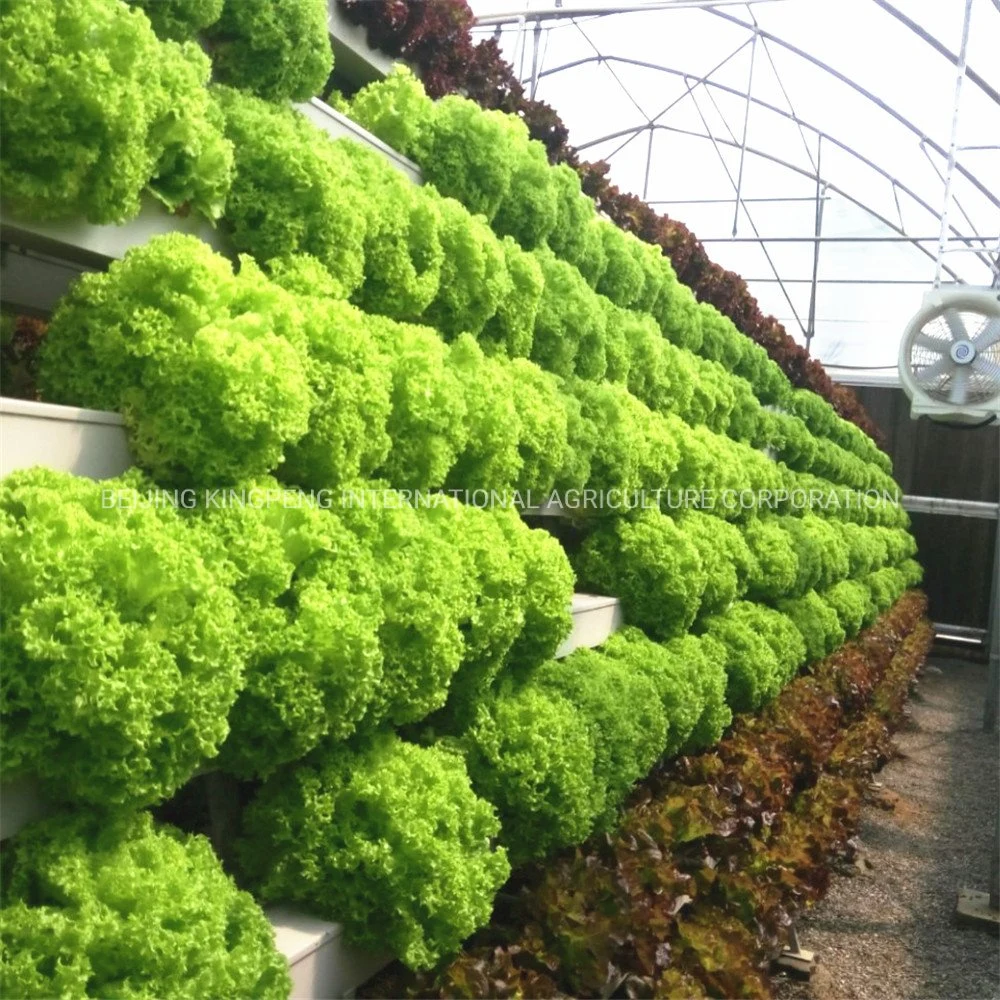 Soiless Cultivation System for Vegetable in Greenhouse