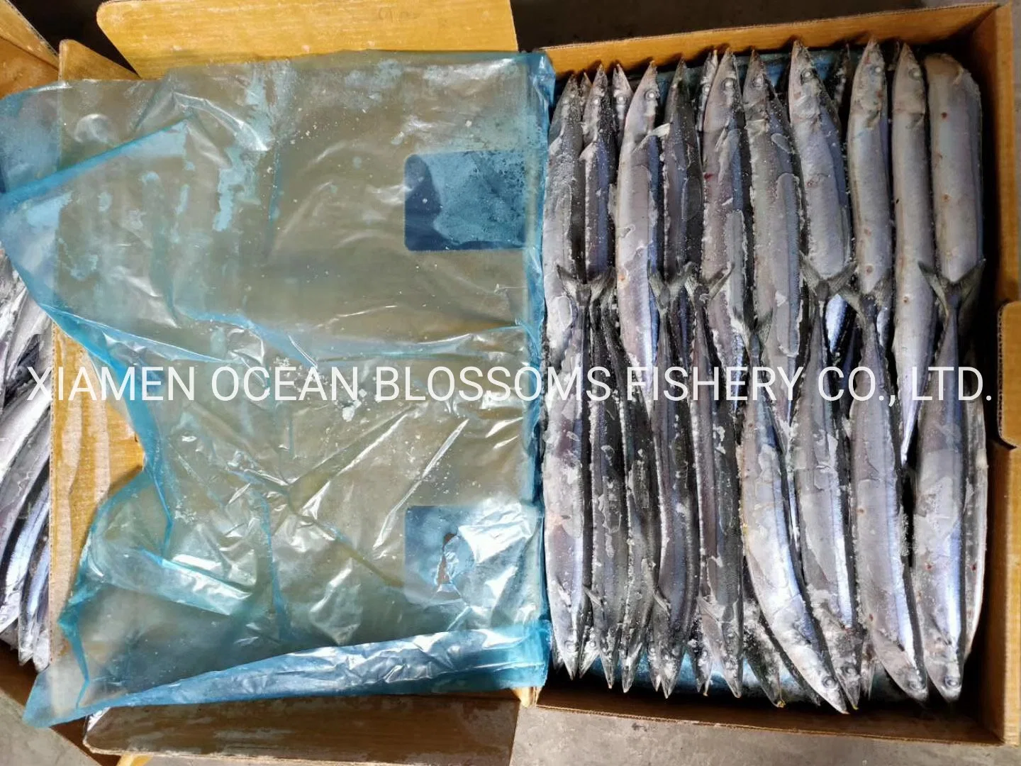 Best Quality Frozen Pacific Saury