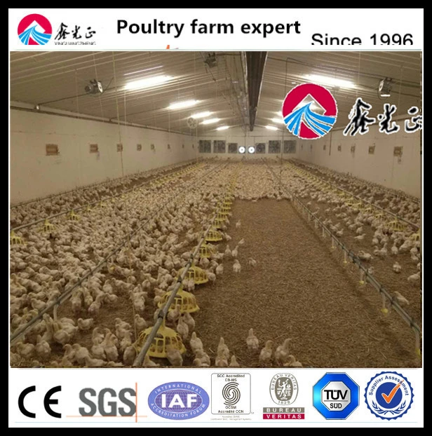Venta caliente granja avícola Diseño de equipos automáticos para pollos de engorde y Criadores