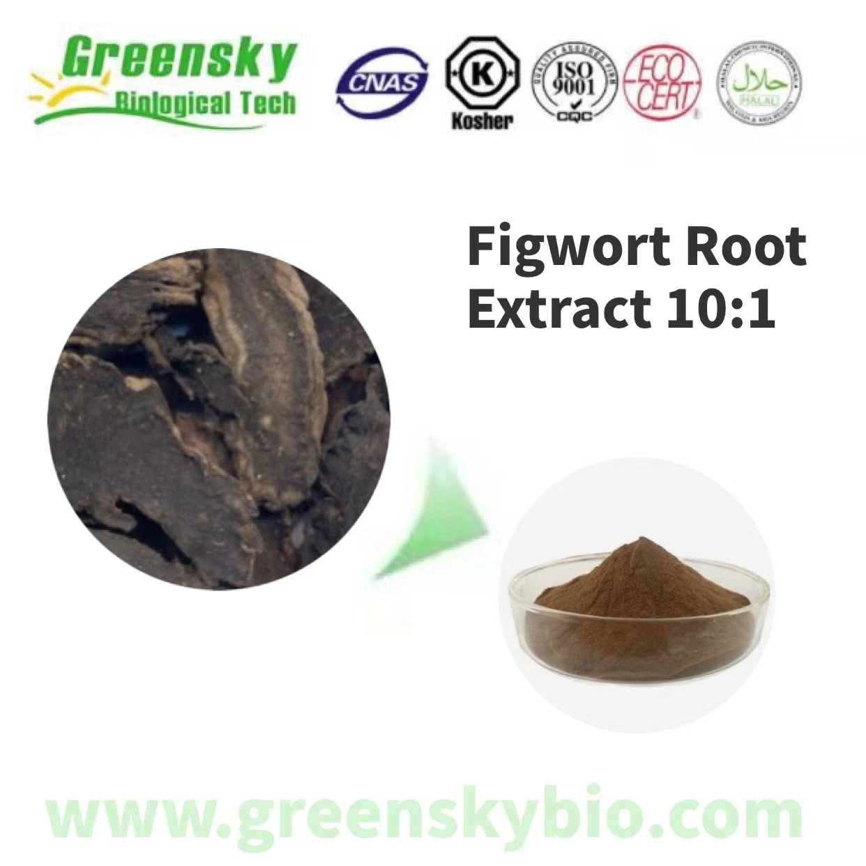 Supply Natural Figwort Root Extract/Figwort Root Extract/ Radix Scrophulariae Extract Sorophulariae Nigpoensis P. E 10: 1