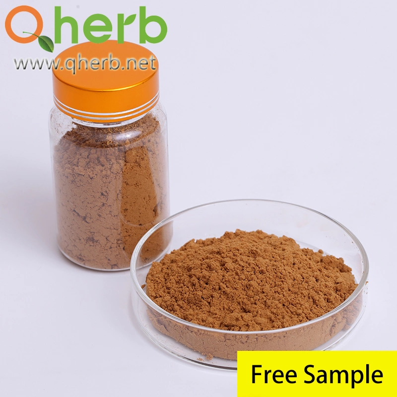 Botanical Angelica Root/Angelica Sinensis/Chinese Angelica/Dang Gui Extract Free Sample
