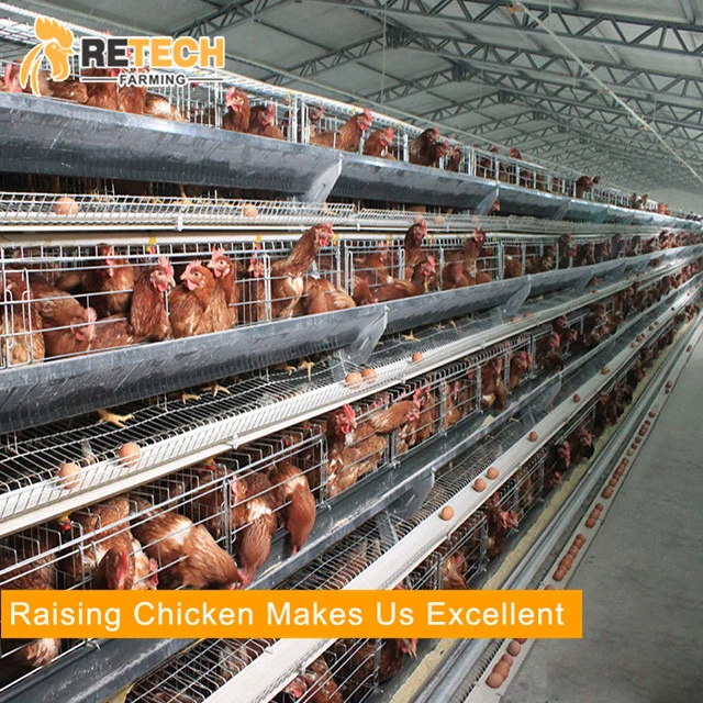 A Type Hot Selling Automatic Poultry Equipment For Layers