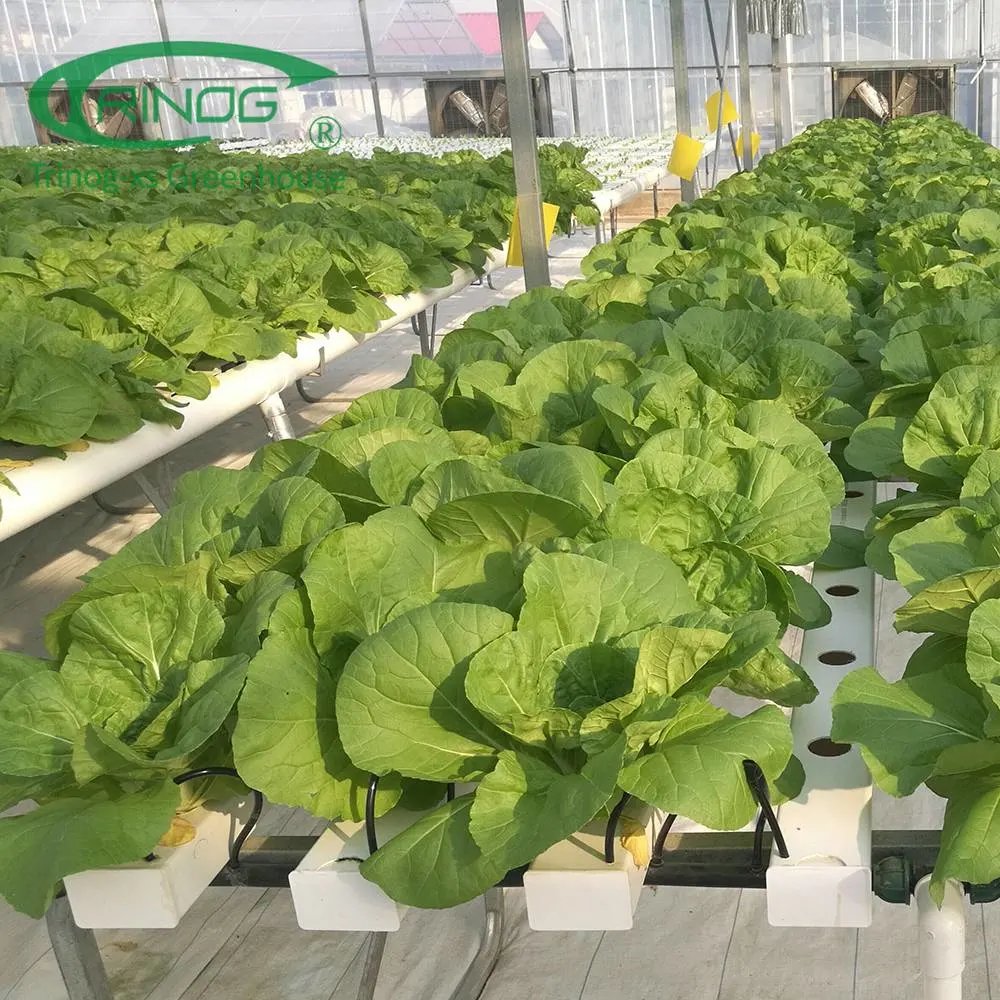 Nouveau système de culture hydroponique Film Green House pour la croissance de fleur de légumes