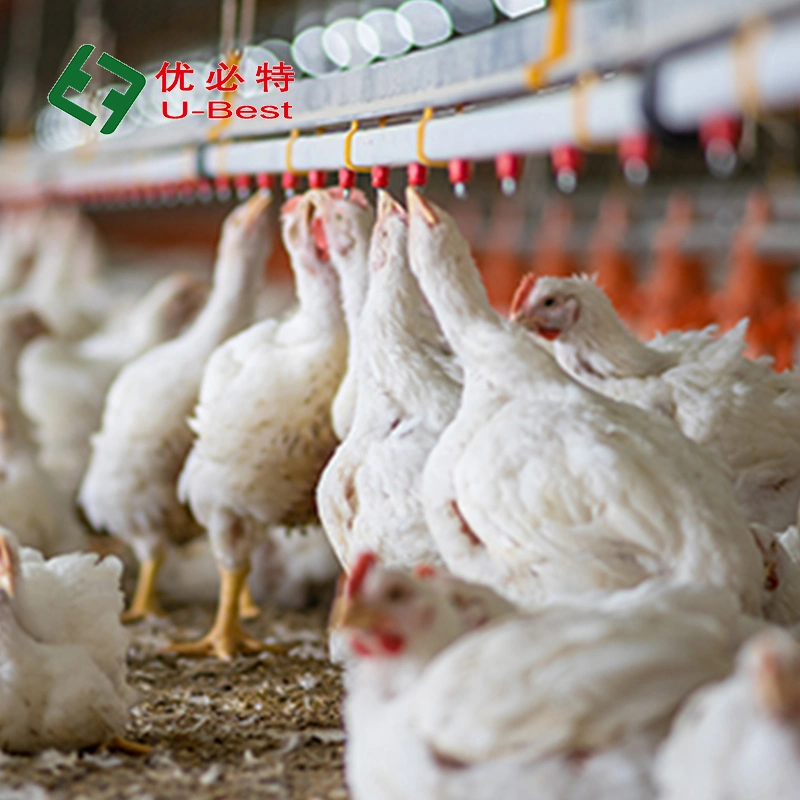 Original Factory Supply Automatic Battery Bird-Harvesting Broiler Raising Cage for Poultry Farm