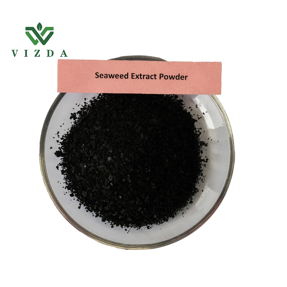 Extrait de poudre d'algues de varech pour fertiliser CAS 84775-78-0