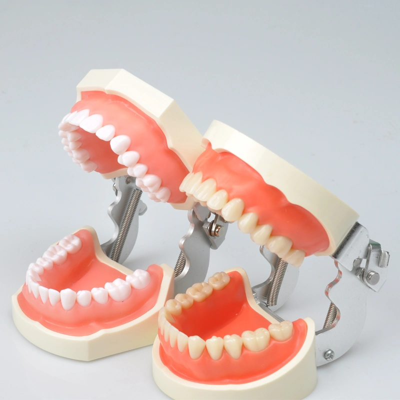 Solid Teaching Tooth Model for Dental Lab and Clinic