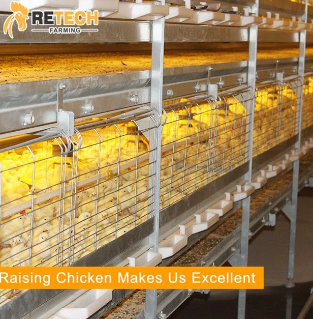 Poulets de chair ferme avicole de l'équipement automatique avec système d'alimentation de poulets de chair