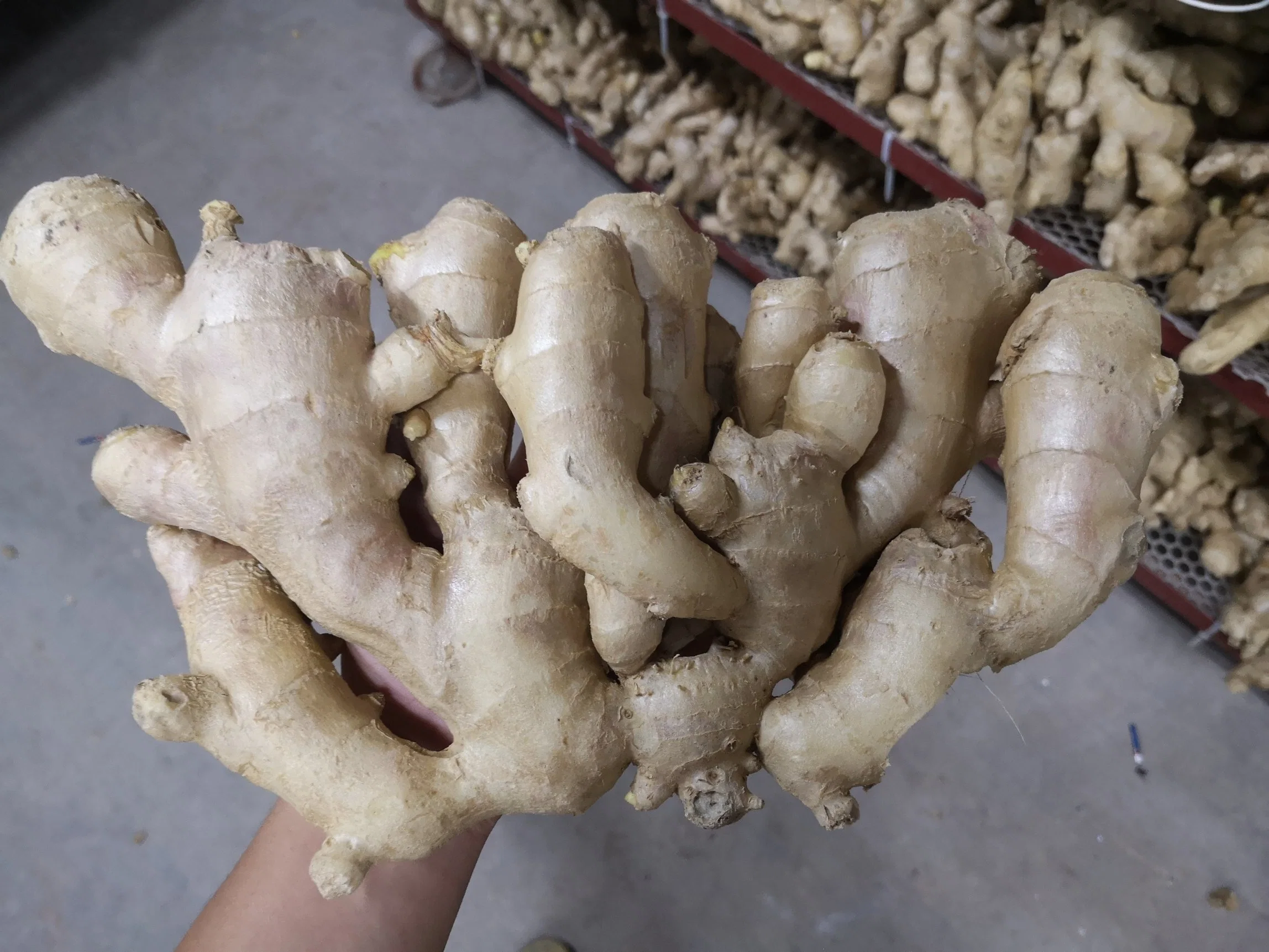 Singapore Market Favorite Fresh Ginger