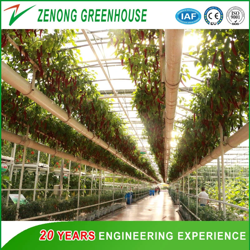 Aquaponic/Hydroponic Green House Covered with High Transmittance Glass