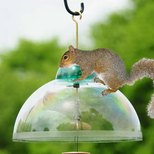 La ardilla Baffle-Squirrel Cubierta a prueba de productos de jardinería