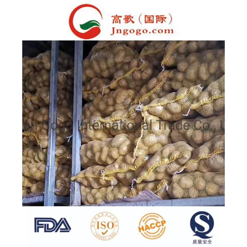 Proveedor de oro en China la patata fresca (100-200g)