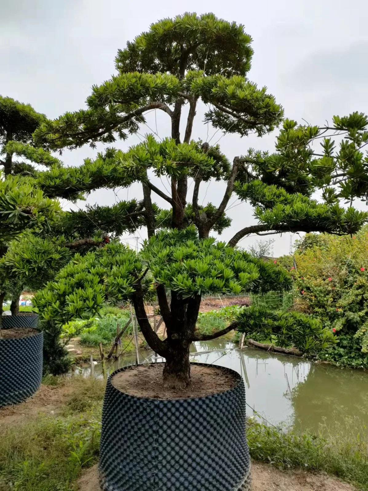 Comercio al por mayor de plantas vivas Podocarpus Macrophyllus Bonsai