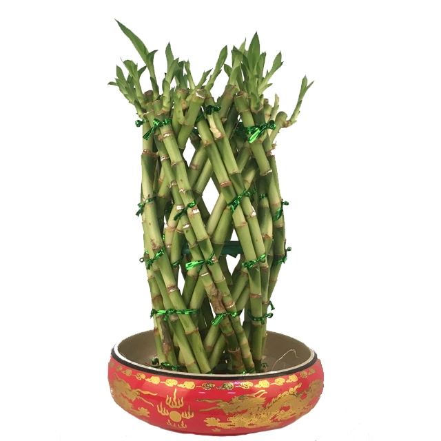 Bon Feng Shui plante Lucky bambou Indoor Plants, Festival Don